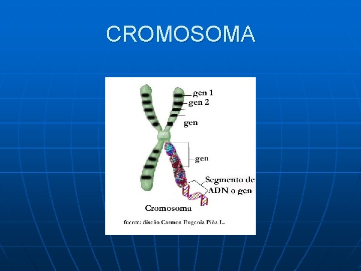 CROMOSOMA 