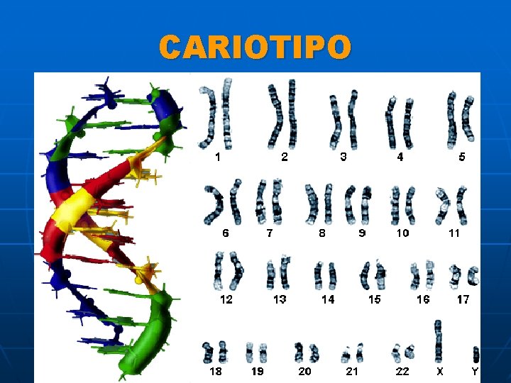 CARIOTIPO 