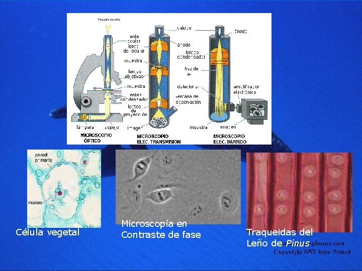 Célula vegetal Microscopía en Contraste de fase Traqueidas del Leño de Pinus 