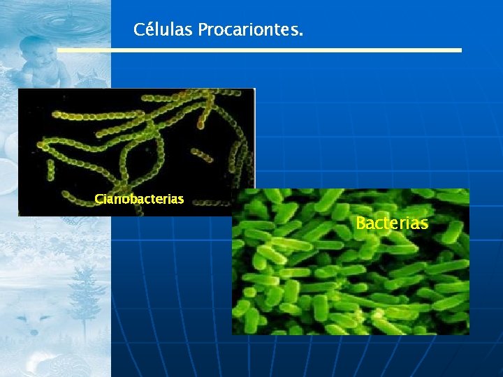 Células Procariontes. Cianobacterias Bacterias 