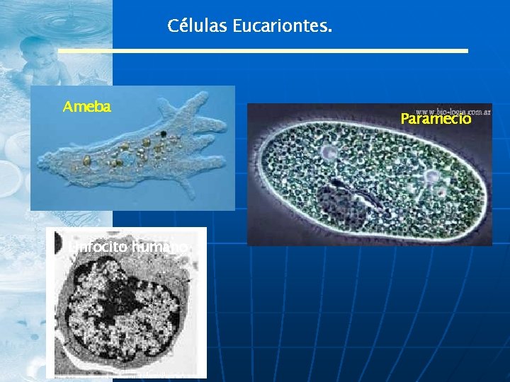 Células Eucariontes. Ameba Linfocito humano Paramecio 