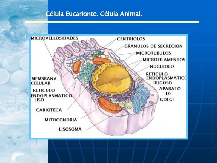 Célula Eucarionte. Célula Animal. 