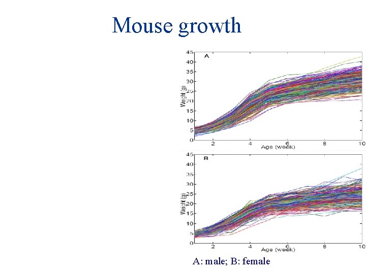 Mouse growth A: male; B: female 