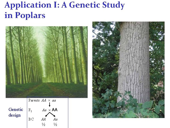 Application I: A Genetic Study in Poplars Parents AA aa Genetic design F 1