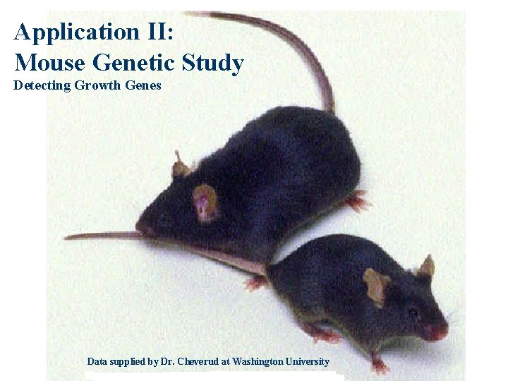 Application II: Mouse Genetic Study Detecting Growth Genes Data supplied by Dr. Cheverud at