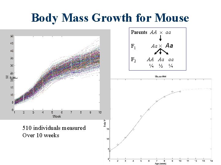 Body Mass Growth for Mouse Parents AA aa F 1 Aa F 2 AA