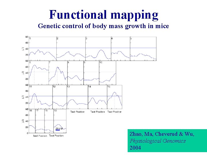 Functional mapping Genetic control of body mass growth in mice Zhao, Ma, Cheverud &