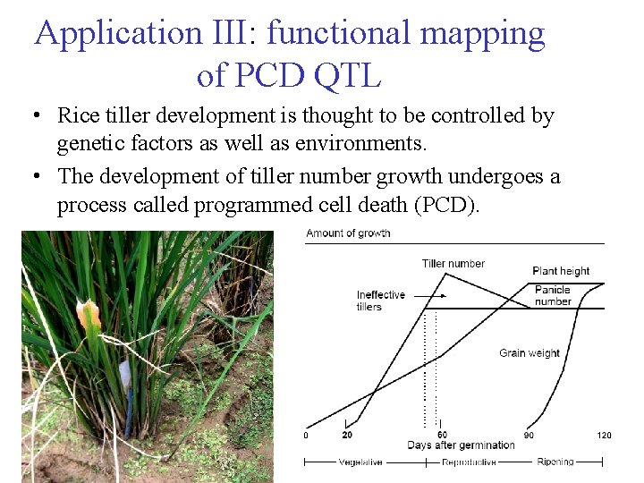 Application III: functional mapping of PCD QTL • Rice tiller development is thought to