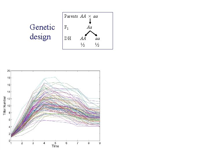 Parents AA aa Genetic design F 1 Aa DH AA aa ½ ½ 