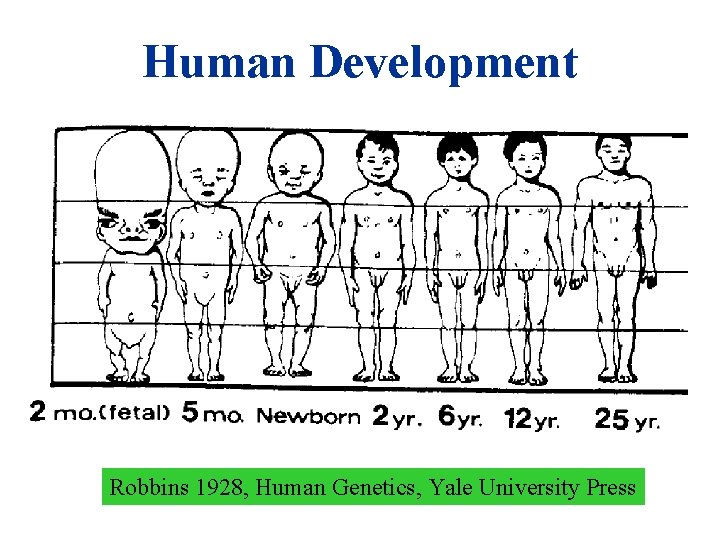 Human Development Robbins 1928, Human Genetics, Yale University Press 