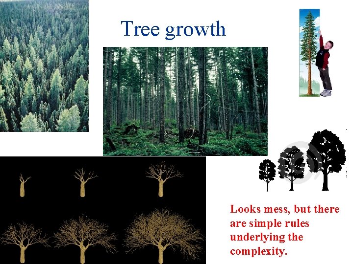 Tree growth Looks mess, but there are simple rules underlying the complexity. 