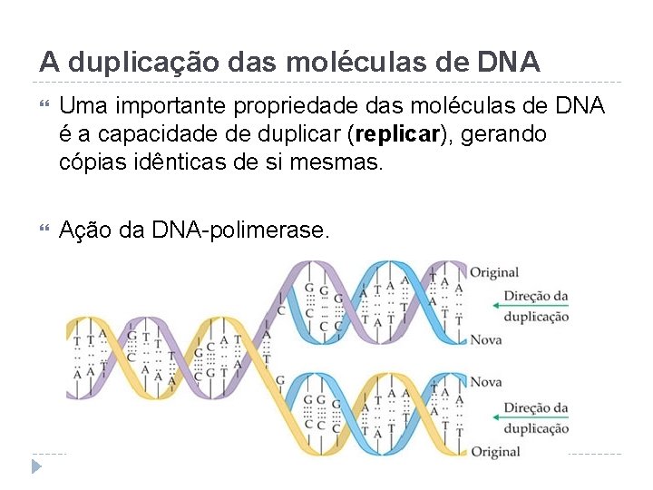 A duplicação das moléculas de DNA Uma importante propriedade das moléculas de DNA é