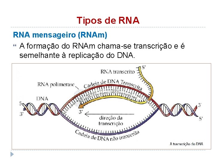 Tipos de RNA mensageiro (RNAm) A formação do RNAm chama-se transcrição e é semelhante