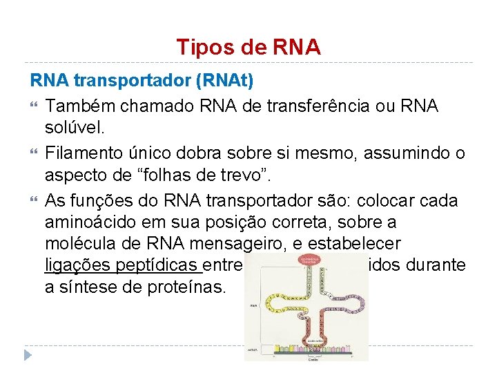 Tipos de RNA transportador (RNAt) Também chamado RNA de transferência ou RNA solúvel. Filamento
