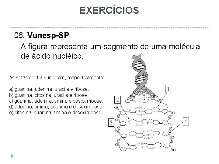 EXERCÍCIOS 06. Vunesp-SP A figura representa um segmento de uma molécula de ácido nucléico.