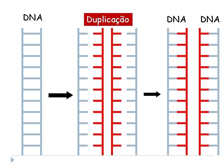 DNA Duplicação DNA DNA Duplicação DNA