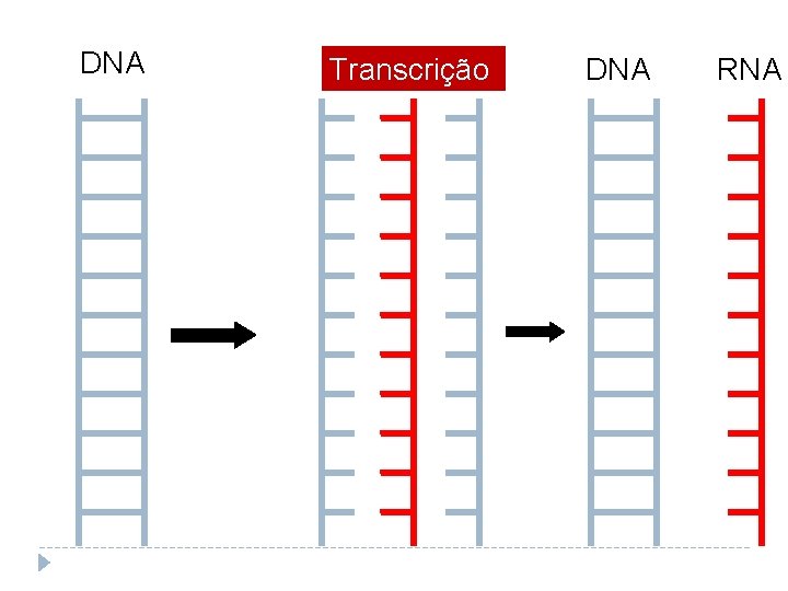 DNA Transcrição DNA RNA 