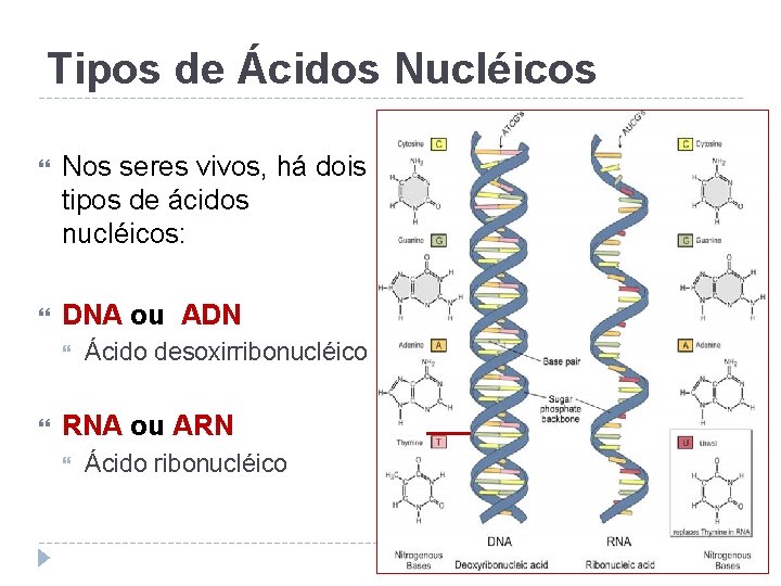 Tipos de Ácidos Nucléicos Nos seres vivos, há dois tipos de ácidos nucléicos: DNA
