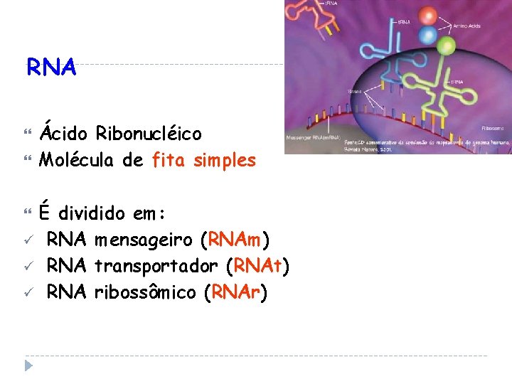 RNA Ácido Ribonucléico Molécula de fita simples É dividido em: ü RNA mensageiro (RNAm)