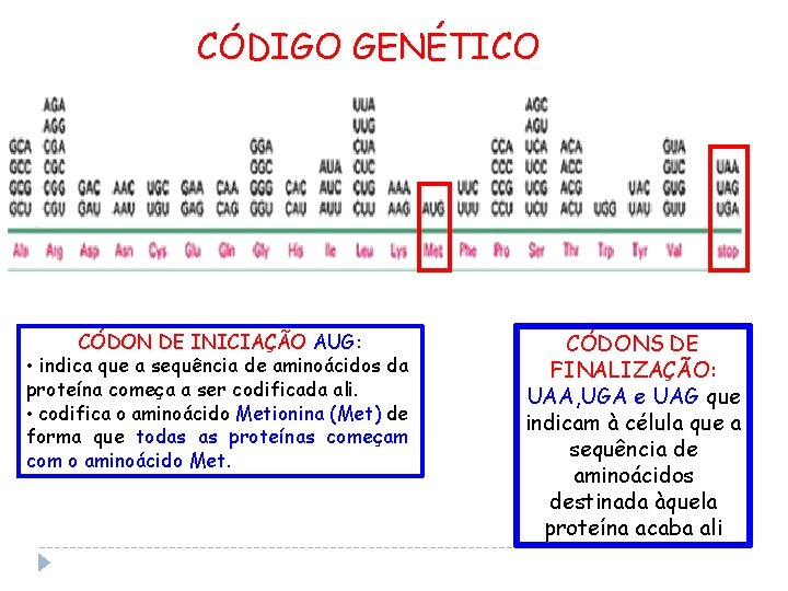 CÓDIGO GENÉTICO CÓDON DE INICIAÇÃO AUG: • indica que a sequência de aminoácidos da