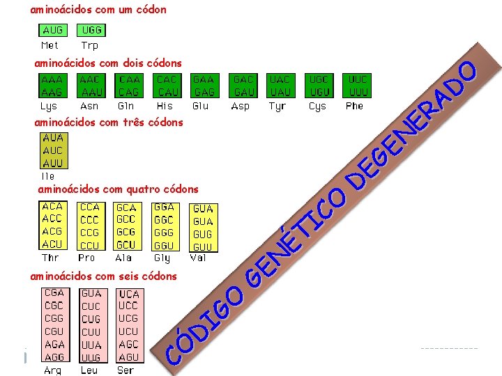 aminoácidos com um códon aminoácidos com dois códons aminoácidos com três códons aminoácidos com