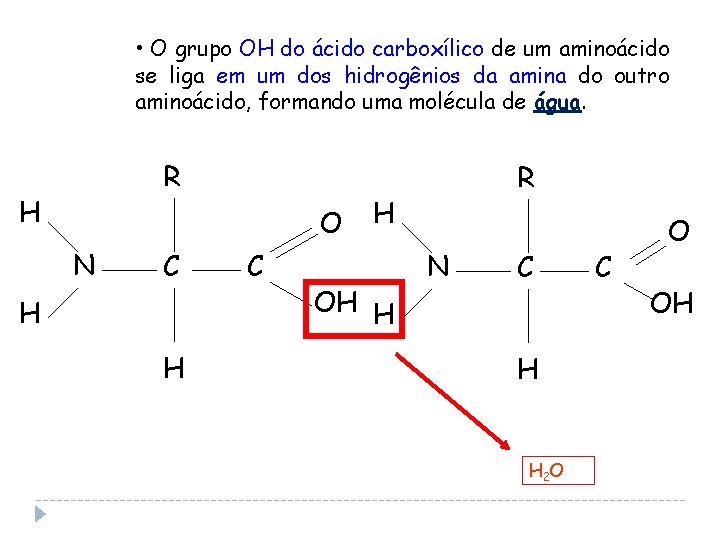  • O grupo OH do ácido carboxílico de um aminoácido se liga em