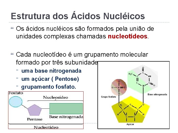 Estrutura dos Ácidos Nucléicos Os ácidos nucléicos são formados pela união de unidades complexas