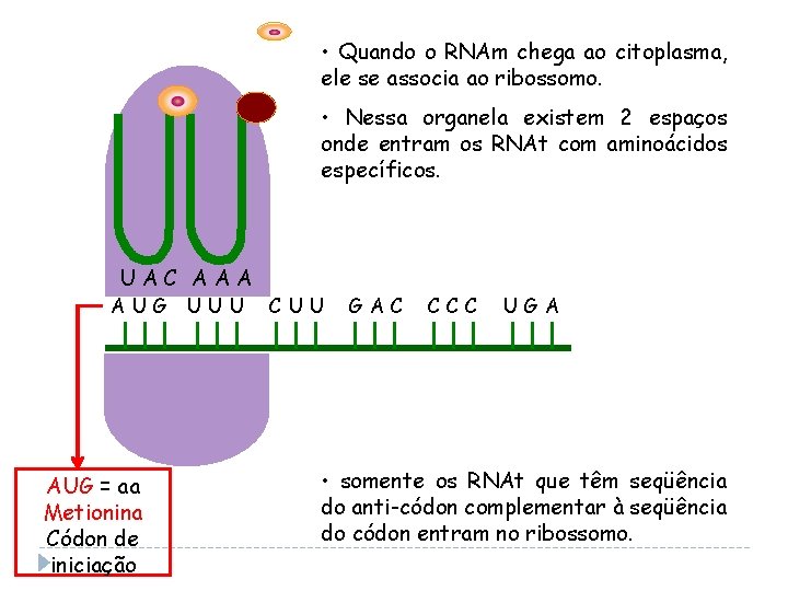  • Quando o RNAm chega ao citoplasma, ele se associa ao ribossomo. •