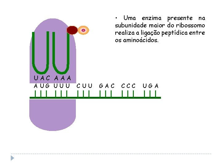  • Uma enzima presente na subunidade maior do ribossomo realiza a ligação peptídica