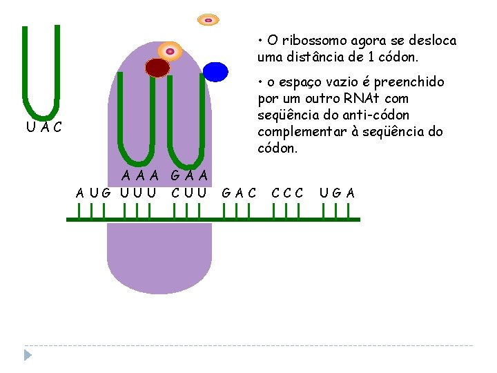  • O ribossomo agora se desloca uma distância de 1 códon. • o