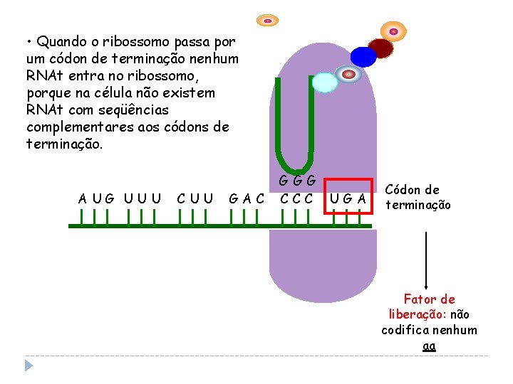 • Quando o ribossomo passa por um códon de terminação nenhum RNAt entra • Quando o ribossomo passa por um códon de terminação nenhum RNAt entra