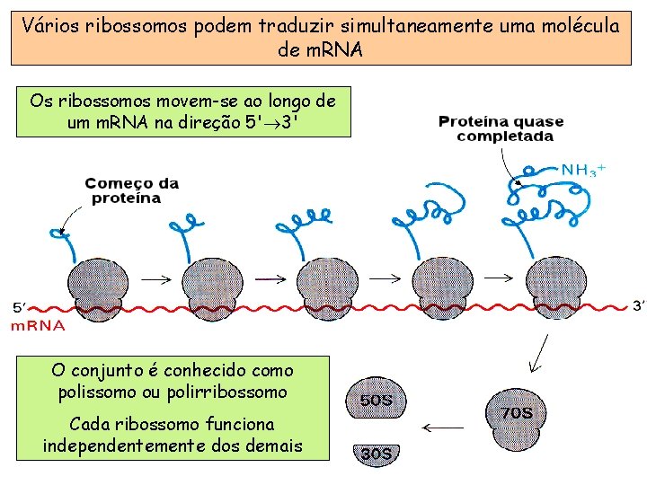 Vários ribossomos podem traduzir simultaneamente uma molécula de m. RNA Os ribossomos movem-se ao