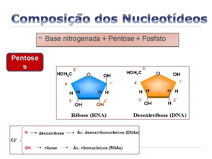  Pentose s Base nitrogenada + Pentose + Fosfato 