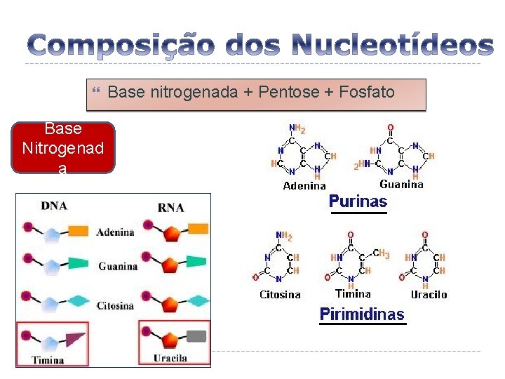  Base Nitrogenad a Base nitrogenada + Pentose + Fosfato 