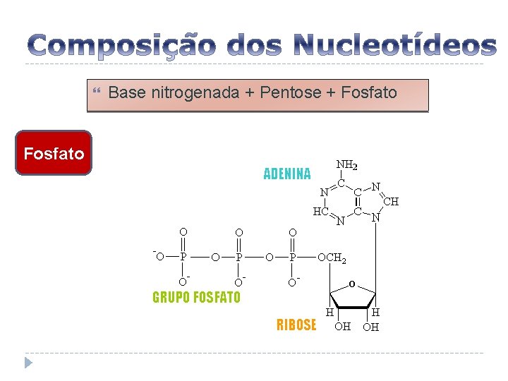  Fosfato Base nitrogenada + Pentose + Fosfato 