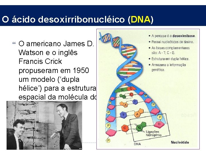 O ácido desoxirribonucléico (DNA) O americano James D. Watson e o inglês Francis Crick