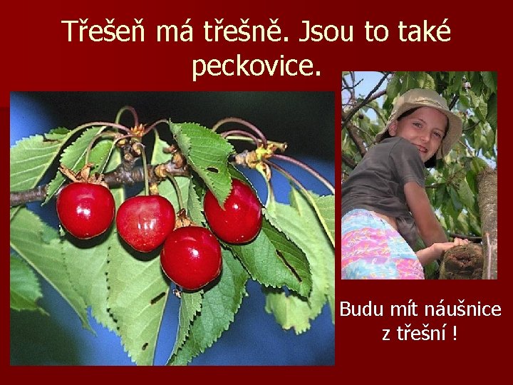 Třešeň má třešně. Jsou to také peckovice. Budu mít náušnice z třešní ! 