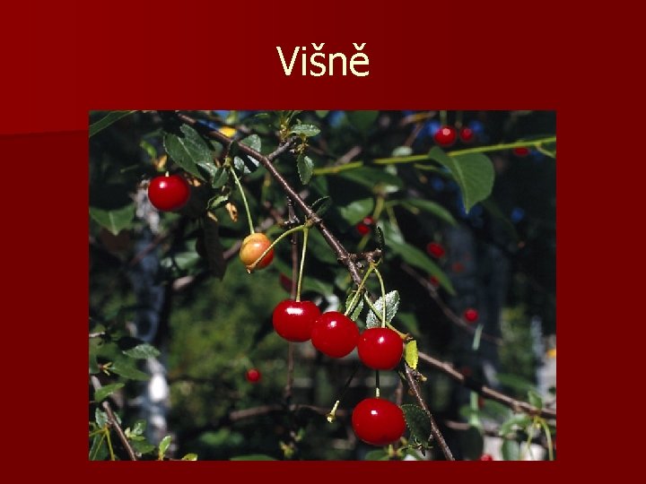 Višně 