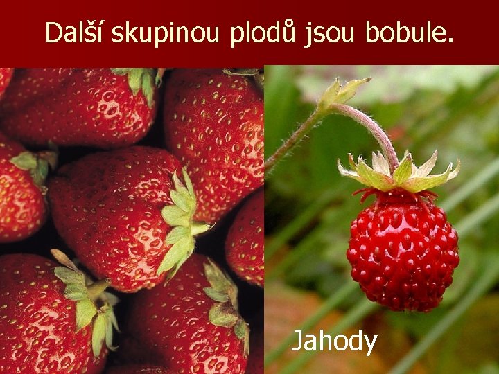 Další skupinou plodů jsou bobule. Jahody 