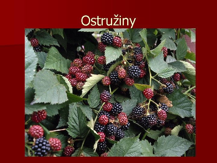 Ostružiny 
