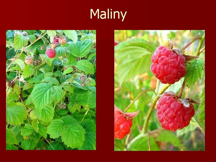 Maliny 