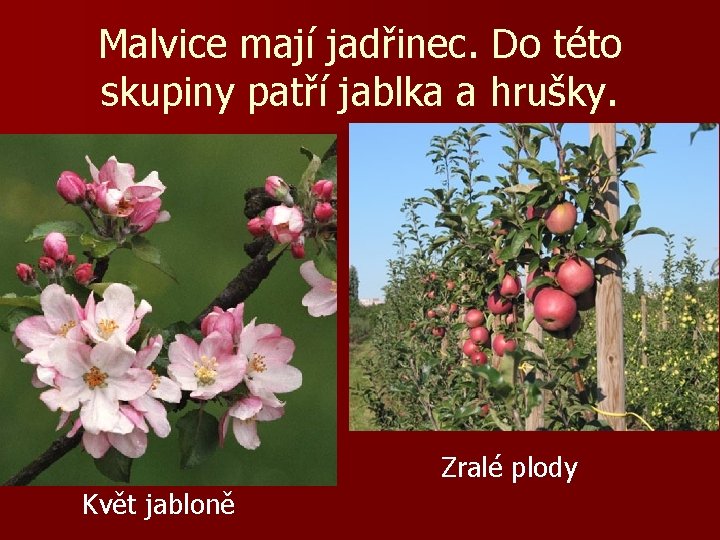 Malvice mají jadřinec. Do této skupiny patří jablka a hrušky. Zralé plody Květ jabloně