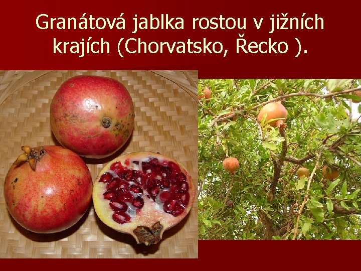 Granátová jablka rostou v jižních krajích (Chorvatsko, Řecko ). 