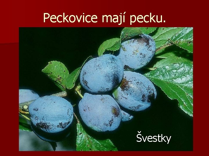 Peckovice mají pecku. Švestky 