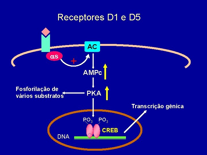 Receptores D 1 e D 5 AC as + AMPc Fosforilação de vários substratos