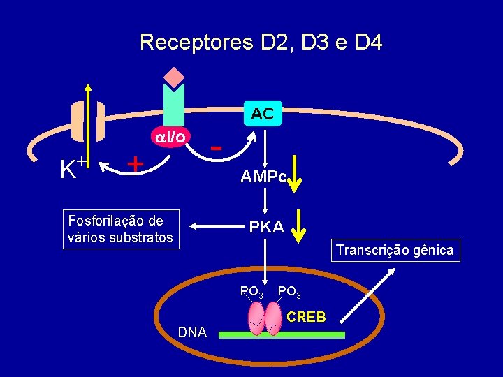 Receptores D 2, D 3 e D 4 AC ai/o K+ + AMPc Fosforilação