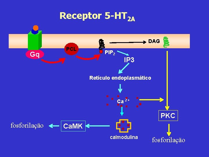 Receptor 5 -HT 2 A DAG Gq PCL PIP 2 IP 3 Retículo endoplasmático