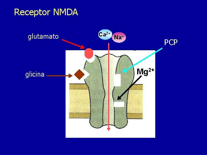 Receptor NMDA glutamato glicina Ca 2+ Na+ PCP Mg 2+ 