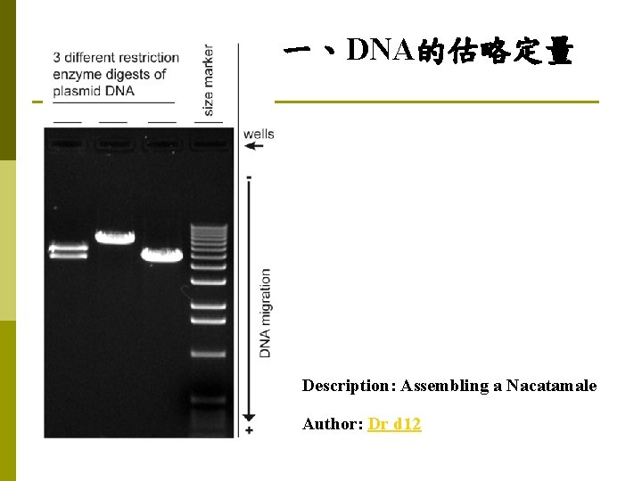 dna description assembling a nacatamale author dr d