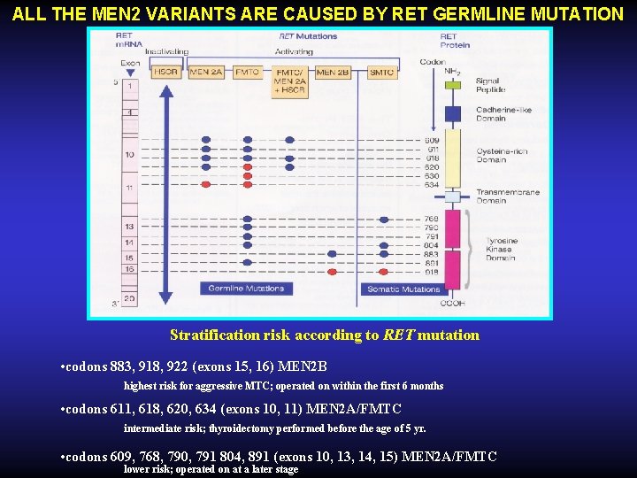 ALL THE MEN 2 VARIANTS ARE CAUSED BY RET GERMLINE MUTATION Stratification risk according ALL THE MEN 2 VARIANTS ARE CAUSED BY RET GERMLINE MUTATION Stratification risk according